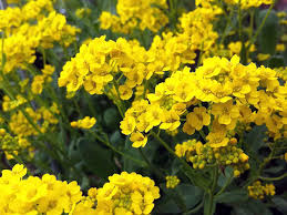 Attēlu rezultāti vaicājumam “Alyssum gmelinii”