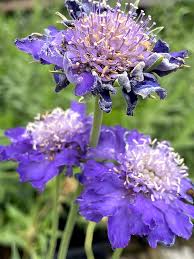 Image result for scabiosa caucasica