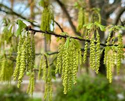 Attēlu rezultāti vaicājumam “Quercus robur male flower”