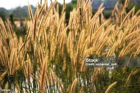 Attēlu rezultāti vaicājumam “Gramineae”