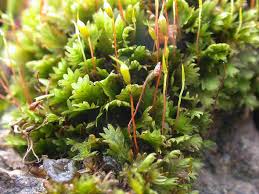 Attēlu rezultāti vaicājumam “Fissidens osmundoides”