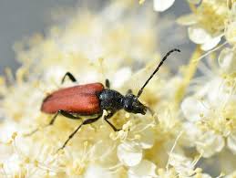 Attēlu rezultāti vaicājumam “Anastrangalia sanguinolenta”