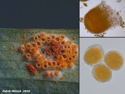 Attēlu rezultāti vaicājumam “Puccinia sessilis”