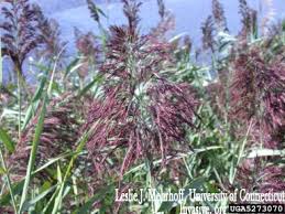 Attēlu rezultāti vaicājumam “Phragmites communis flower”