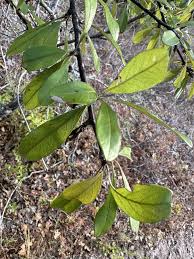 Attēlu rezultāti vaicājumam “Lycogala botrydium sessile”