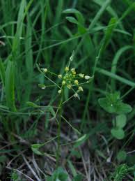 Attēlu rezultāti vaicājumam “Draba nemorosa”