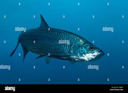 Image result for Megalops atlanticus