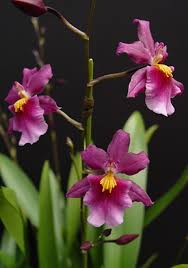 Attēlu rezultāti vaicājumam “Arthonia byssacea”