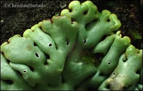 Attēlu rezultāti vaicājumam “Menegazzia terebrata”