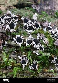 Attēlu rezultāti vaicājumam “Diderma radiatum young”