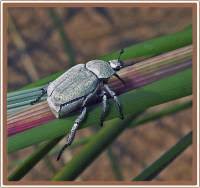 Attēlu rezultāti vaicājumam “Hoplia parvula”