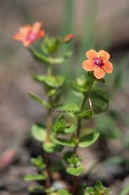 Image result for Anagallis arvensis