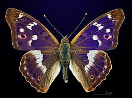 Attēlu rezultāti vaicājumam “Apatura ilia male”