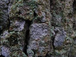 Attēlu rezultāti vaicājumam “Lecanactis abietina”