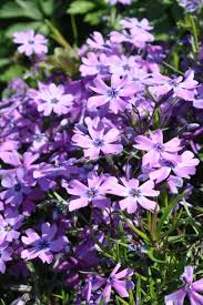 Image result for Phlox (großblumig)