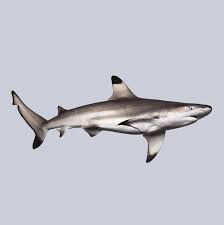 Image result for Carcharhinus melanopterus
