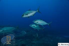 Image result for Seriola rivoliana