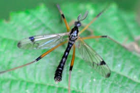 Attēlu rezultāti vaicājumam “Dictenidia bimaculata”