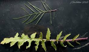 Attēlu rezultāti vaicājumam “Sisymbrium altissimum”