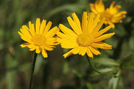 Image result for Buphthalmum salicifolium