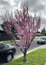 Attēlu rezultāti vaicājumam “Prunus (plum-tree) flower”