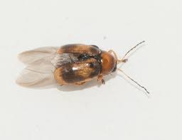 Attēlu rezultāti vaicājumam “Cryptocephalus pusillus”