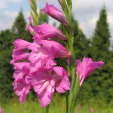 Attēlu rezultāti vaicājumam “Gladiolus imbricatus flower”