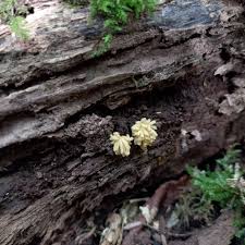 Attēlu rezultāti vaicājumam “Heterotrichia obvelata (syn. Arcyria obvelata) young”