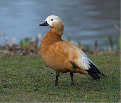 Attēlu rezultāti vaicājumam “Tadorna tadorna male”