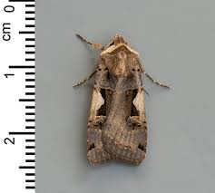 Attēlu rezultāti vaicājumam “Morophaga choragella”