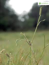 Attēlu rezultāti vaicājumam “Peucedanum palustre fruit”