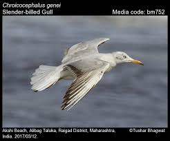 Image result for Chroicocephalus genei