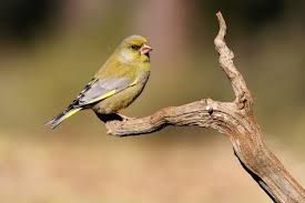 Attēlu rezultāti vaicājumam “Chloris chloris male”