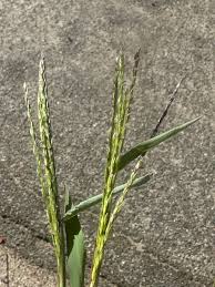 Attēlu rezultāti vaicājumam “Digitaria ischaemum leaf”