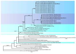 Attēlu rezultāti vaicājumam “Lentaria sp.”