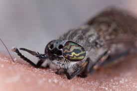 Attēlu rezultāti vaicājumam “Haematopota sp.”