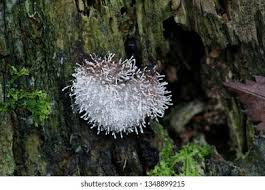 Attēlu rezultāti vaicājumam “Polycephalomyces tomentosus”
