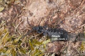 Attēlu rezultāti vaicājumam “Phosphaenus hemipterus”