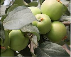 Attēlu rezultāti vaicājumam “Malus mandshurica fruit”