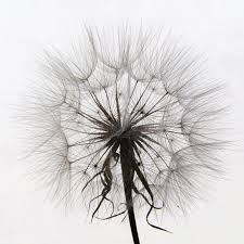 Attēlu rezultāti vaicājumam “Tragopogon heterospermus leaf”