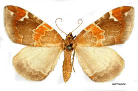 Attēlu rezultāti vaicājumam “Eulithis pyropata”