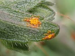 Attēlu rezultāti vaicājumam “Coleosporium sp.”