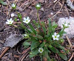 Attēlu rezultāti vaicājumam “Androsace septentrionalis”