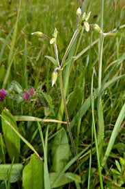 Attēlu rezultāti vaicājumam “Cerastium holosteoides”