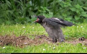 Attēlu rezultāti vaicājumam “Corvus cornix juvenile”