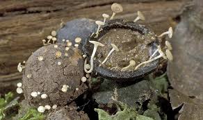 Attēlu rezultāti vaicājumam “Hymenoscyphus fructigenus”