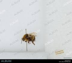 Attēlu rezultāti vaicājumam “Psithyrus sylvestris”