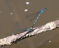Attēlu rezultāti vaicājumam “Coenagrion armatum female”