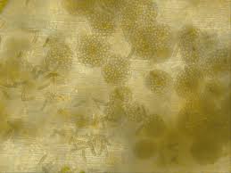 Attēlu rezultāti vaicājumam “Dicranella schreberiana sporophyte”