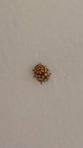 Attēlu rezultāti vaicājumam “Sospita vigintiguttata”